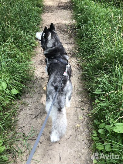 Выгульщик собак