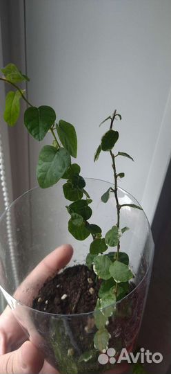 Фикус пумила