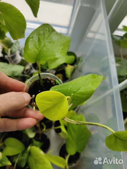 Сциндапсус эпипремнум