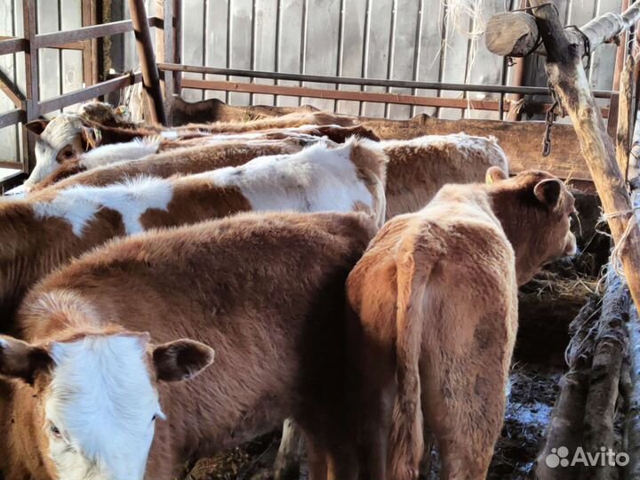 Телята бычки быки жеребята