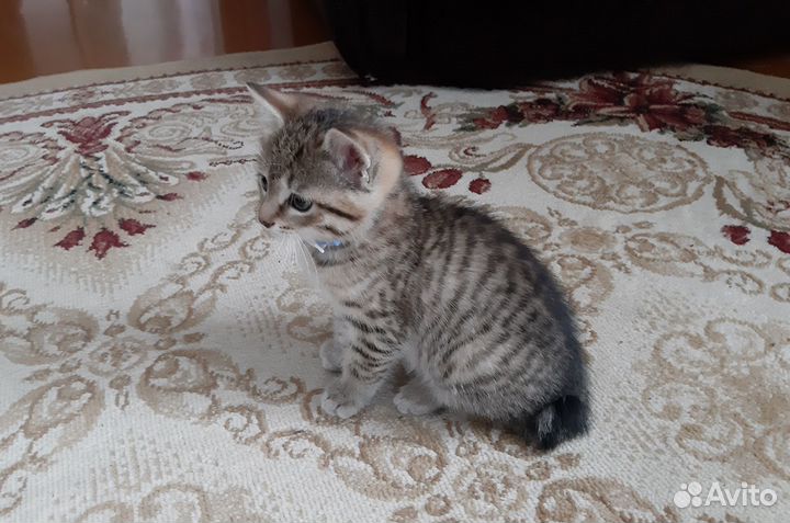 Котёнок курильский бобтейл