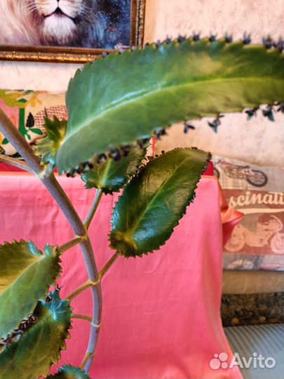 Каланхоэ Лечебный 3 года 