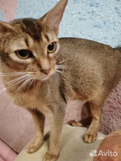 Абиссинская