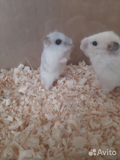 Сирийский хомяк