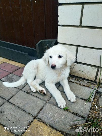 Красивые щенки