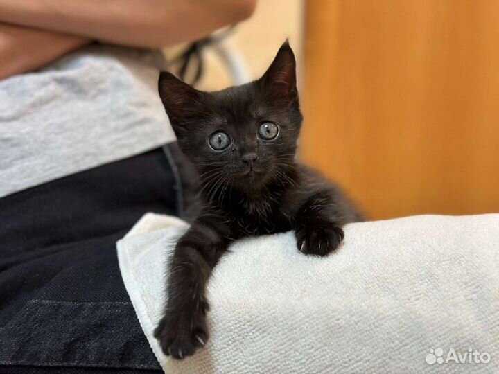 Черный котенок