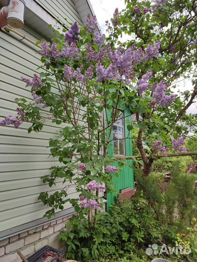 Саженцы сортовой сирени