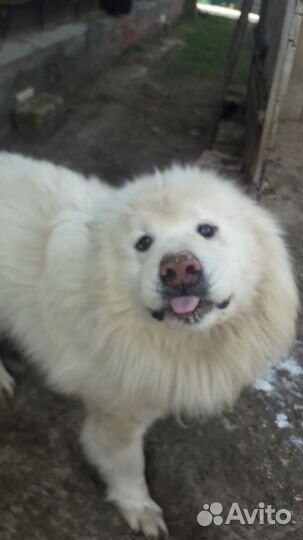 Собака в добрые руки отдам бесплатно