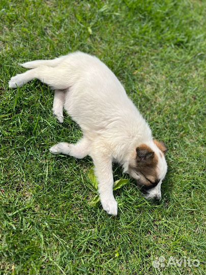 Малышка Юта в добрый руки