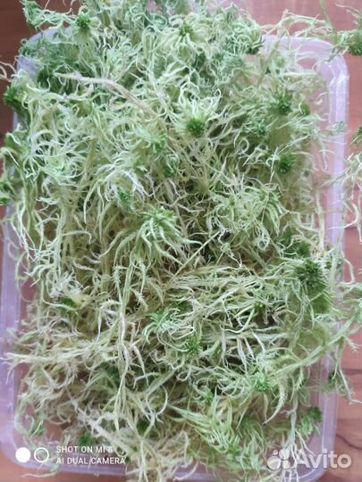 Мох сфагнум живой