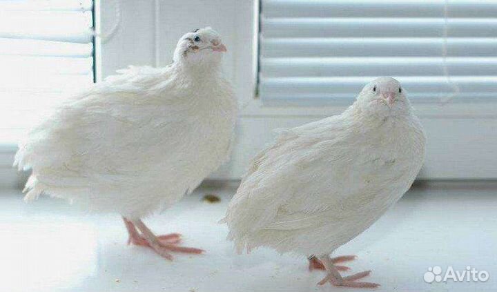 Перепела (техасский бройлер)