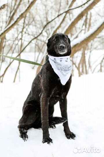 Красивая, грациозная девочка-собака в добрые руки