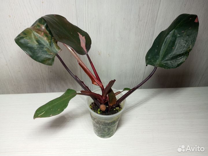 Филодендрон «Розовая принцесса»