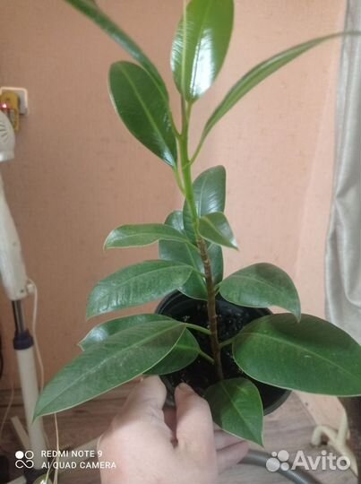 Фикус каучуконосный эластика робуста