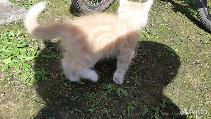 Отдам котёнка мраморного окраса