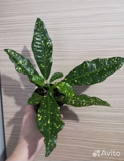 Комнатные цветы для Вас и Ваших близких