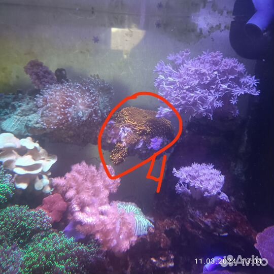 Мягкие кораллы для морского аквариума