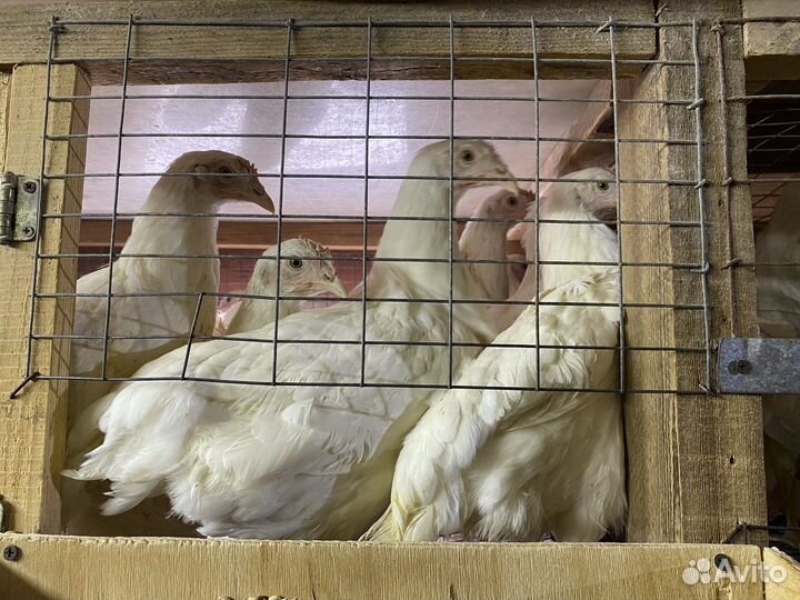 Куры молодка