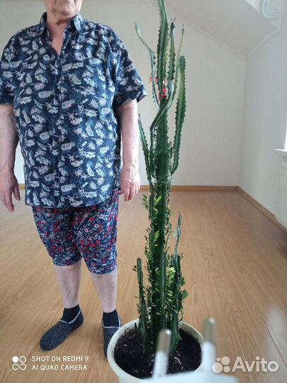 Кактус молочай