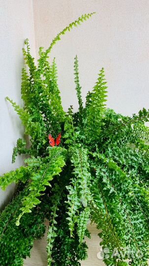 Нефролепис Дассада кудрявый