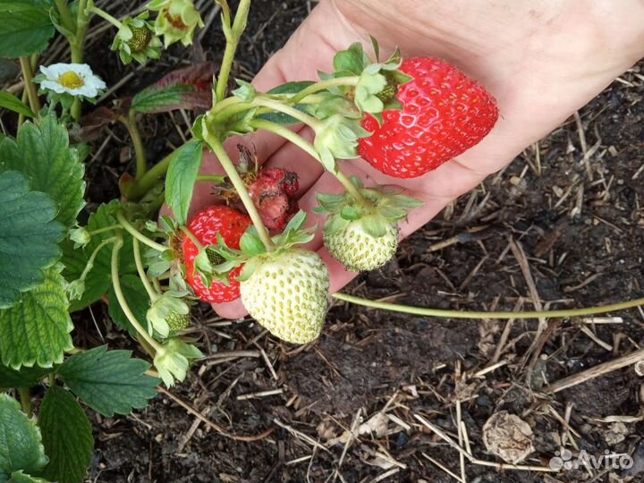 Рассада клубники