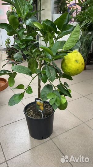 Лимонное дерево с плодами