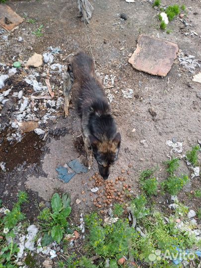 Две собачки