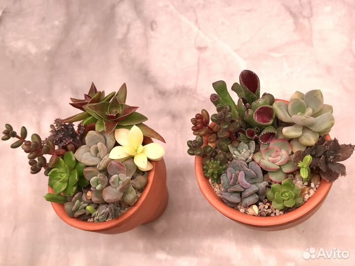 Садики /наборы из суккулентов (10+ видов в каждом)