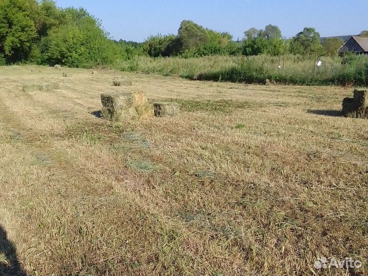 Сено люцерны в тюках