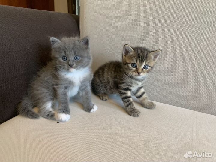 Котята пушистые серый и др от британской кошки