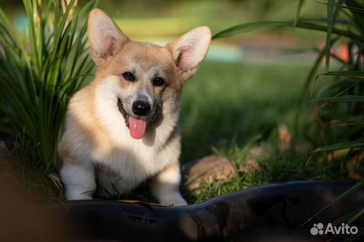 Подрощенные девочки