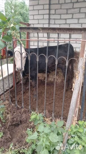 Бычок и телка