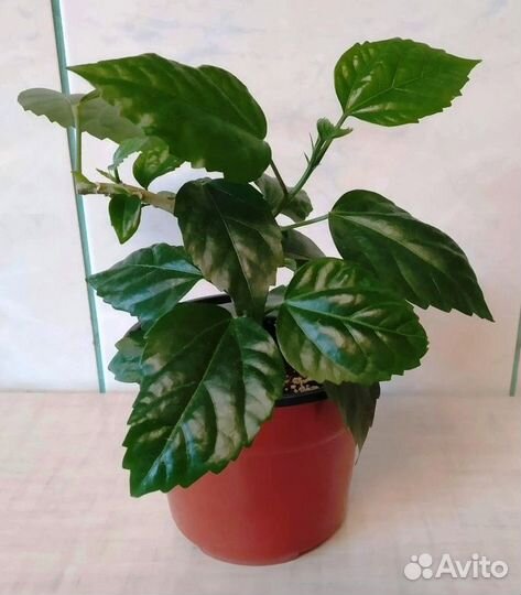 Гибискус китайская роза