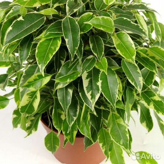 Фикус Бенджамина и Барокко (детки)