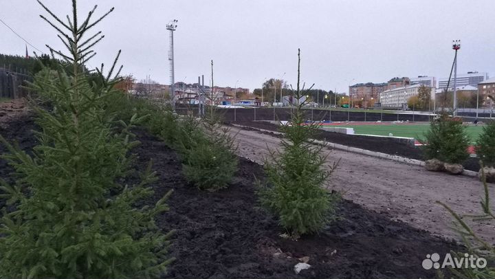 Саженцы сибирской ели экстра класс