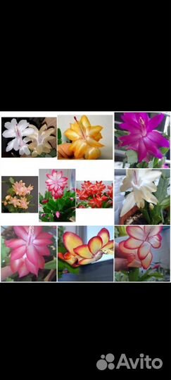 Декабрист шлюмбергера