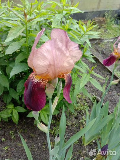 Ирисы бородатые