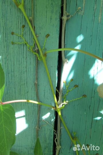 Корневые отводы винограда девичьего на присосках