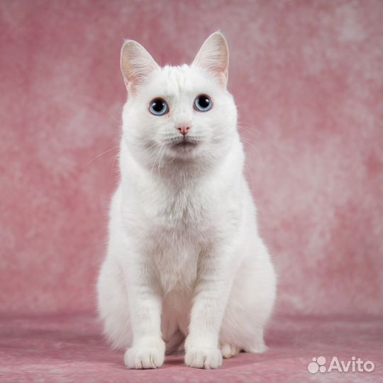 Кошка Пуня в дар, в добрые руки