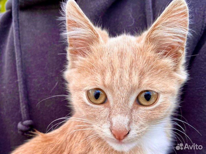 Рыжий котенок мальчик Пряник