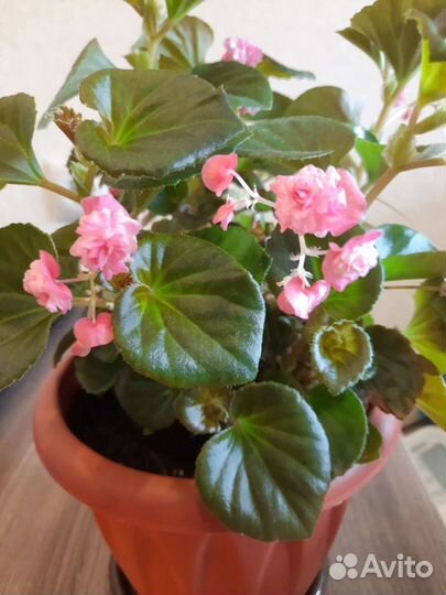 Бегония вечноцветущая махровая