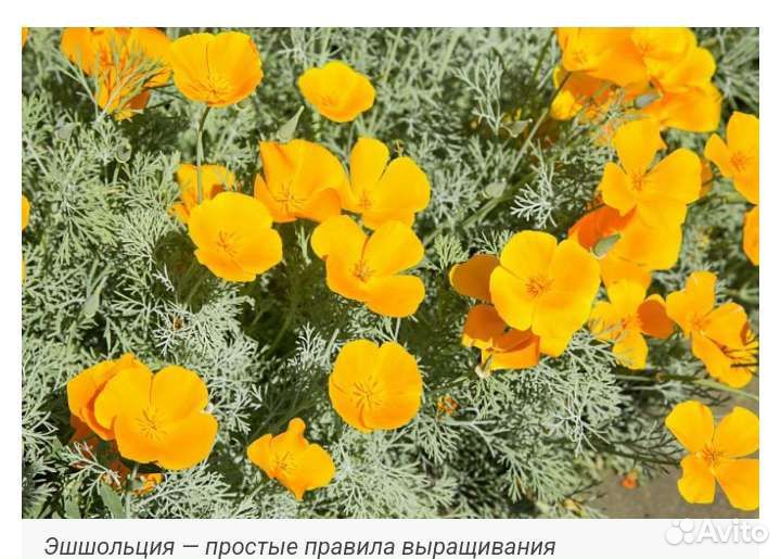 Многолетние цветы