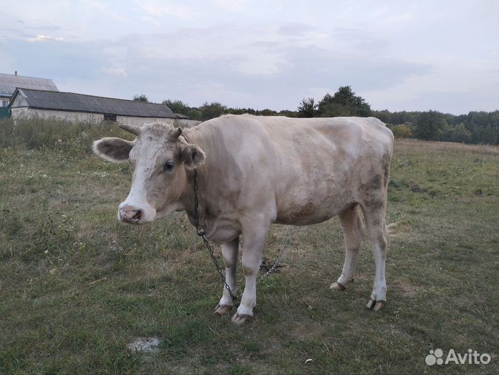 Телки стельные