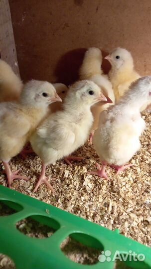 Бройлер кооб500/рос308