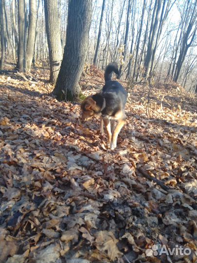 Найдена собака, дворь