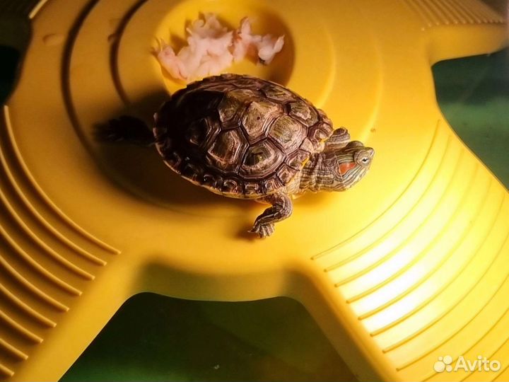 Черепашки красноухие