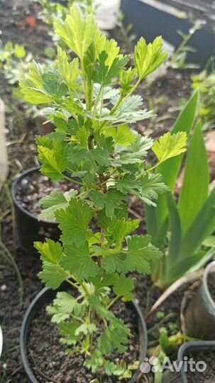 Крыжовник, камнеломка вариегатная