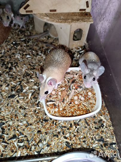 Иглистые мыши