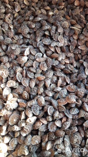 Эспарцет семена