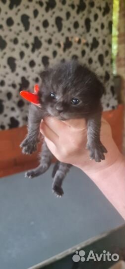 Британские вислоухие котята